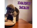 Adopt Daisy Mae a Great Pyrenees / Mastiff dog in Suffolk, VA (41551340)