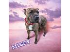 Adopt Missy a Brindle Presa Canario / Mixed dog in Suffolk, VA (41551339)