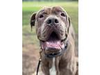 Adopt Jack a Gray/Blue/Silver/Salt & Pepper Mastiff / Mixed dog in los angeles