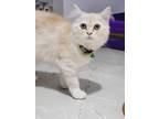 Adopt Dunya a Spotted Tabby/Leopard Spotted Persian (long coat) cat in