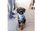 Adopt Lily a Gray/Silver/Salt & Pepper - with White Australian Shepherd / Poodle