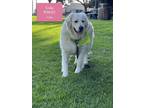 Adopt Cola a White Golden Retriever / Mixed dog in West Hollywood, CA (41551329)