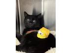 Adopt Mica a All Black Domestic Shorthair / Mixed (short coat) cat in Oakdale