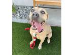 Adopt Rosie a Staffordshire Bull Terrier dog in Oakdale, CA (41551325)
