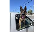 Adopt Sam a Black Belgian Shepherd / Mixed dog in Oakdale, CA (41551323)