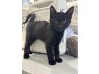 Adopt Salton a All Black Domestic Shorthair / Mixed (short coat) cat in Oakdale