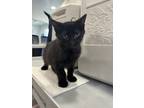 Adopt Barrego a All Black Domestic Shorthair / Mixed (short coat) cat in