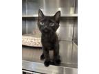 Adopt Mojave a All Black Domestic Shorthair / Mixed (short coat) cat in Oakdale
