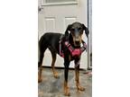 Adopt Lucy a Black - with Tan, Yellow or Fawn Doberman Pinscher dog in Phoenix