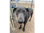 Adopt Frankie a Black Labrador Retriever / Mixed Breed (Medium) dog in Phoenix