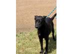 Adopt Sarge a Black German Shepherd Dog / Mixed dog in New York, NY (41531275)