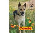 Adopt Coyote a Tan/Yellow/Fawn - with Black German Shepherd Dog / Mixed dog in