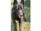 Adopt Bubba a Black - with White German Shepherd Dog / Mixed dog in New York