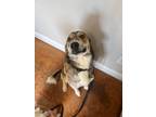 Adopt EJ a Brindle - with White Border Collie / Anatolian Shepherd dog in