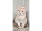 Adopt Doha a Domestic Shorthair (short coat) cat in Bolivar, MO (41531221)