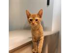 Adopt Tiny Peaches a Orange or Red Tabby Domestic Shorthair (short coat) cat in