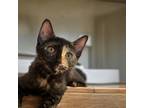 Adopt Lola Stardust a Black (Mostly) Domestic Shorthair (short coat) cat in