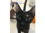 Adopt Sabrina a Domestic Shorthair (short coat) cat in Dallas, TX (41551306)