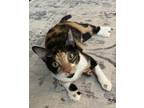 Adopt Cora B a Domestic Shorthair (short coat) cat in Dallas, TX (41531227)