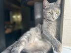 Adopt Piper Norris a Domestic Shorthair (short coat) cat in Dallas