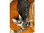Adopt Wendy a Domestic Mediumhair (long coat) cat in Dallas, TX (41551304)