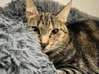 Adopt Wallis a Domestic Shorthair (short coat) cat in Dallas, TX (41551303)