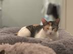 Adopt Romesco a Orange or Red (Mostly) Calico (short coat) cat in Dallas