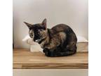 Adopt Daisy D. a Domestic Shorthair (short coat) cat in Dallas, TX (41551298)
