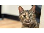 Adopt Darling a Brown or Chocolate (Mostly) Domestic Shorthair (short coat) cat