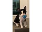 Adopt Tahini a Black & White or Tuxedo Domestic Mediumhair (short coat) cat in