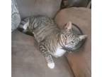 Adopt Pumpkin Pie a Domestic Shorthair (short coat) cat in Dallas, TX (41531232)