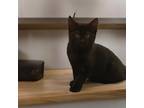 Adopt Arrabiata a Domestic Mediumhair (long coat) cat in Dallas, TX (41531229)
