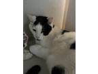 Adopt Glitzy a Domestic Shorthair / Mixed (short coat) cat in Ferndale