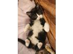 Adopt Leche a Domestic Shorthair / Mixed (short coat) cat in Ferndale