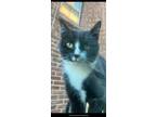 Adopt Phyllis a Domestic Shorthair (short coat) cat in Ferndale, MI (41531243)