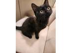 Adopt Iris a All Black Domestic Shorthair / Mixed (short coat) cat in Ferndale