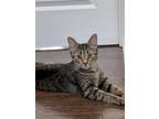 Adopt Hestia a Domestic Shorthair / Mixed (short coat) cat in Ferndale