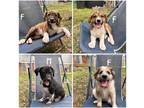 Adopt Floof a Mixed Breed (Medium) dog in Buffalo, NY (41551293)