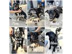 Adopt A crew! a German Shepherd Dog dog in Buffalo, NY (41551292)