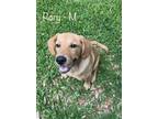Adopt Rory a Tan/Yellow/Fawn Golden Retriever dog in Buffalo, NY (41551290)
