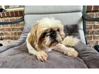 Adopt Cookie a Shih Tzu dog in Framingham, MA (41551289)