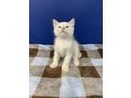 Adopt Gideon a Domestic Mediumhair (long coat) cat in Tucson, AZ (41551376)