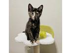 Adopt Mahi Mahi a Black (Mostly) Domestic Shorthair (short coat) cat in Tucson