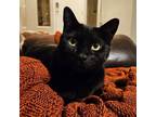 Adopt Decaf a All Black Domestic Shorthair (short coat) cat in Tucson