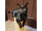 Adopt Beanie Baby a All Black Domestic Shorthair (short coat) cat in Tucson