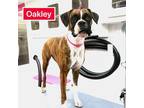 Adopt Oakley III a Brindle - with White Boxer / Mixed dog in Austin