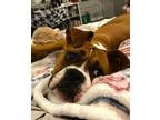 Adopt Athena IV a Tan/Yellow/Fawn - with White Boxer / Mixed dog in Austin