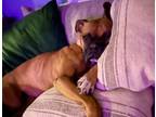 Adopt Betty II a Tan/Yellow/Fawn Boxer / Mixed dog in Austin, TX (41531381)