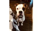 Adopt Zero a White - with Tan, Yellow or Fawn Boxer / Mixed dog in Austin