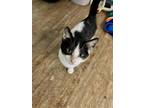 Adopt Isles a Domestic Shorthair / Mixed (short coat) cat in Peoria